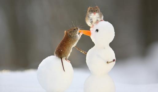 老鼠，雪人，胡萝卜，正面，Vadim Trunov