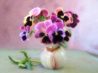 静物，花束，柔情，花瓶，紫罗兰，鲜花