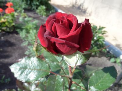 玫瑰，宏，深红色