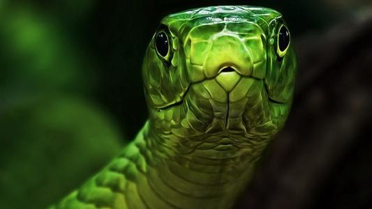 自然，宏，照片，绿色，蛇