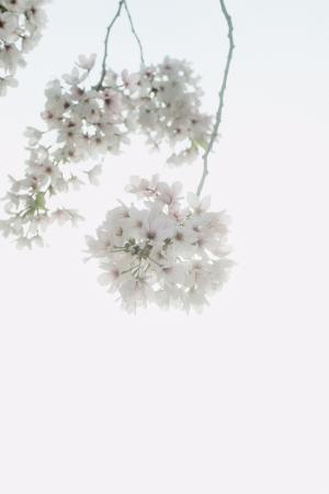 绽放的白樱花