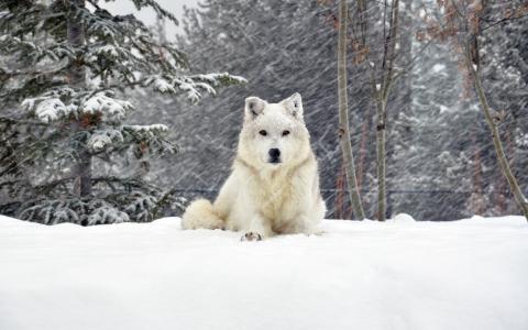 冬天，雪，照片，性质，狗，积极，高原