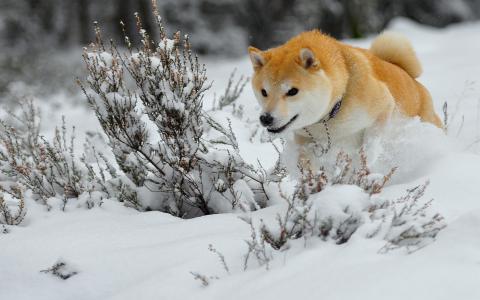 冬天，雪，狗