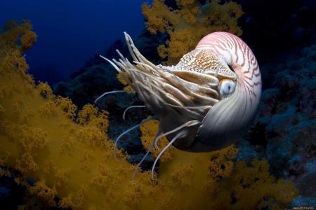 海，鹦鹉螺