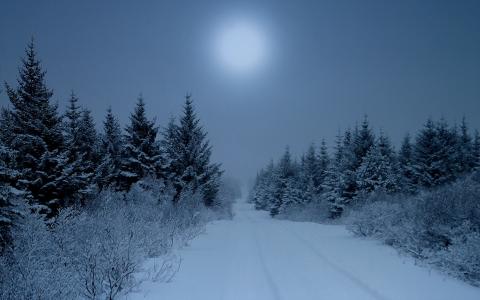 冬天，雪，路，森林，阴天，美丽，路