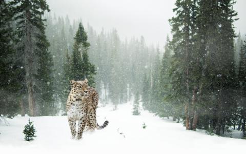 自然，冬天，森林，雪，猫，捕食者
