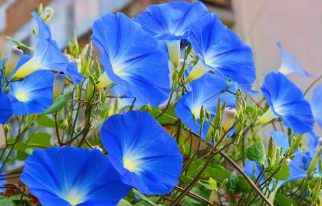 蓝色，鲜花，牵牛花