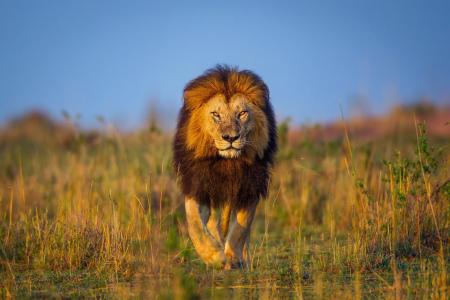 狮子,非洲,肯尼亚,走路