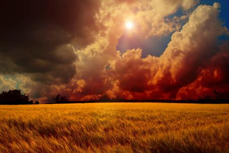 天空，小麦，场，日落，云，树，太阳
