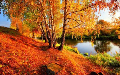 秋天，河，美丽，桦木