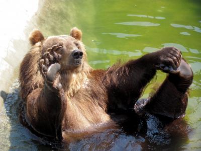 游泳池，你好，熊