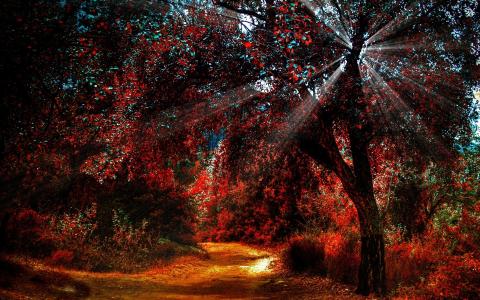 森林，秋天，树，阳光，光线