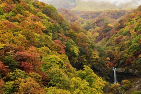 秋天，森林，性质，瀑布