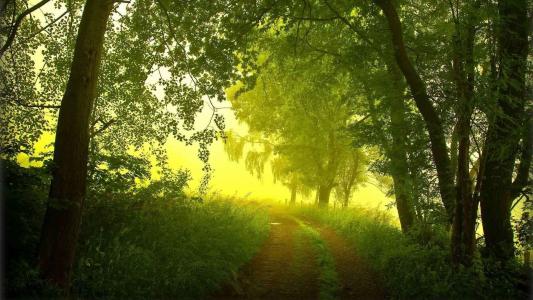 雾，早上，森林，路，夏天，树木
