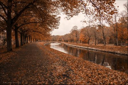 秋天，河，树，叶子
