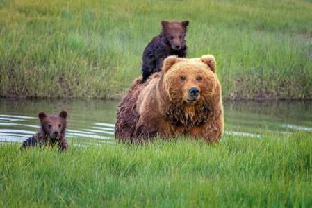 动物，掠食者，熊，三只熊​​，一只熊，小熊，幼崽，骑马，自然，水，草