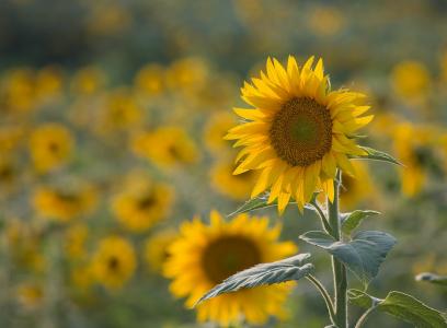 太阳花，向日葵，由安娜Kostenko