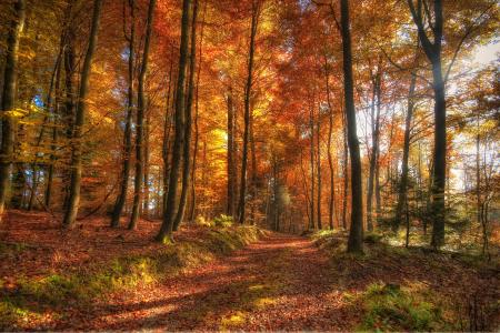 秋天，森林，性质