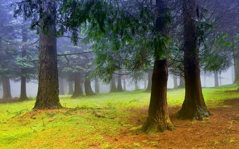 阴霾，雾，森林，树木，早上