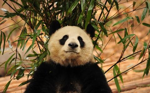 熊猫，毛茸茸的彩旗，树木