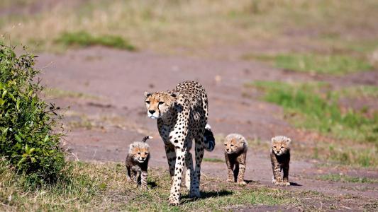 猎豹，妈妈和宝宝