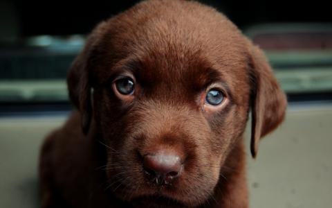 富有同情心的眼睛，蓝色，棕色的小狗