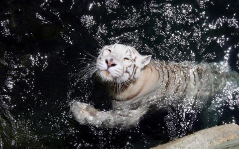 水，一只老虎漂浮，一张幸福的脸