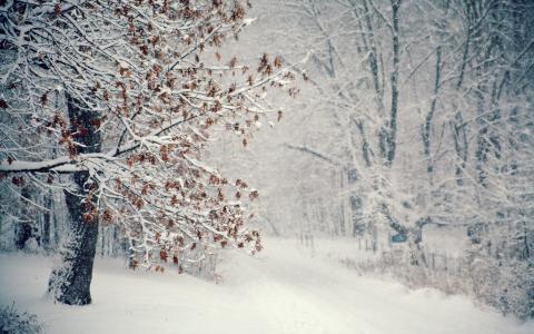 暴风雪，雪，树，冬天