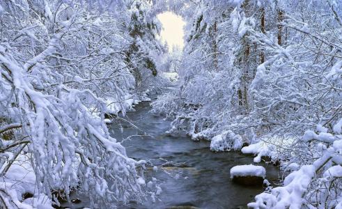 冬天，森林，河，自然，雪，美丽，白色背景