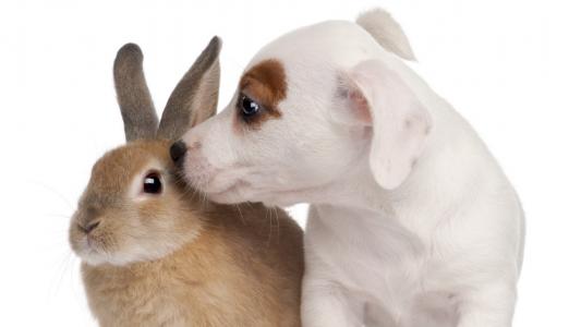 白色的狗，米色的兔子，朋友