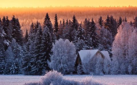 雪，树，房子，平房，冬天
