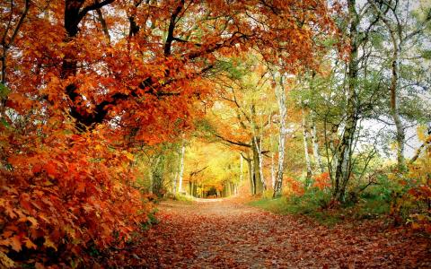 秋天，颜色，叶子，公园