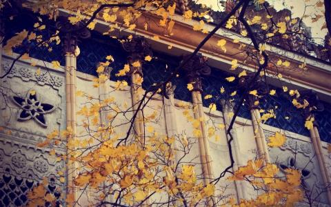 秋天，叶子，钩针编织，黄色