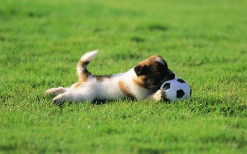 年轻的足球运动员，小狗，软毛皮