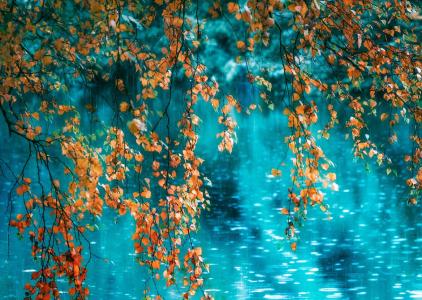 秋天，叶子，水，雨，伊戈尔Shilenok