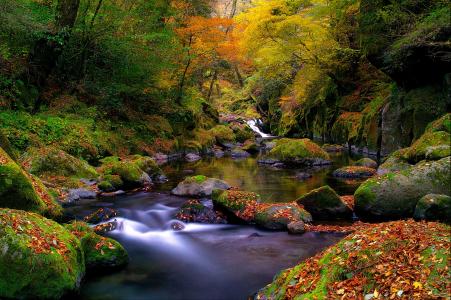 河，自然，苔藓，叶子，森林，流，秋季，石头