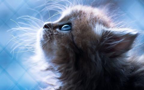 小猫，蓝色的眼睛，小胡子，鼻子，甜，猫，动物，肖像，蓝色背景