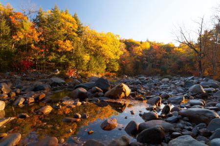秋天，森林，水，太阳，树木，石头，黄色