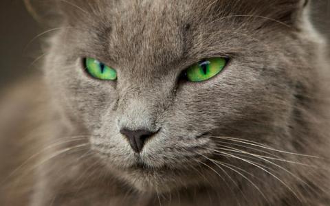 猫，灰色，绿色的眼睛