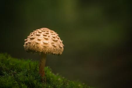 蘑菇，宏，背景，美，青苔