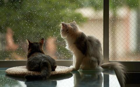 猫，表，窗口，玻璃，雨，滴，心情