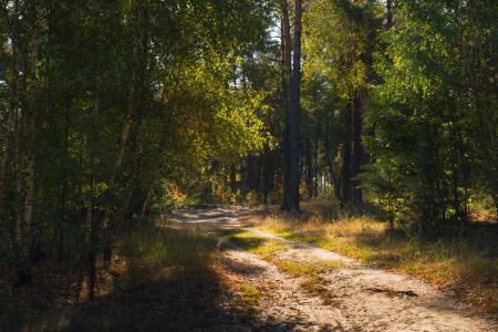 森林，森林道路，绿色，光，9月，Galanzovskaya Oksana