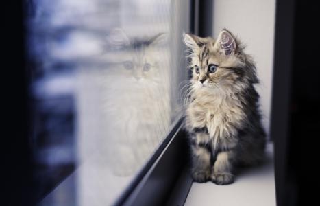 小猫，宝贝，窗口，看，反射，照片，积极，捕食者