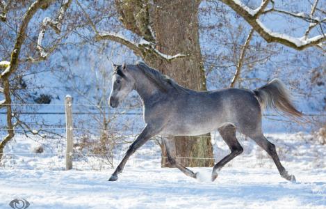 oliverseitz，动物，马，马，灰色，轮廓，l，，奔跑，奔跑，恩典，笔，雪，冬天