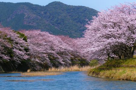 开花，樱花，河，山，日本，花园，春天