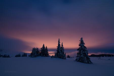 自然，树木，雪，冬天，天空，埃米尔·拉什科夫斯基
