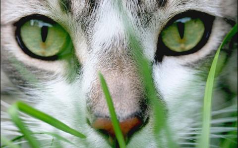 猫，草，绿色，枪口，眼睛
