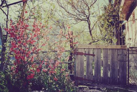 篱笆，性质，春天，检票口，房子，鲜花