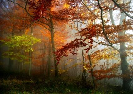 秋天，森林，树木，美丽