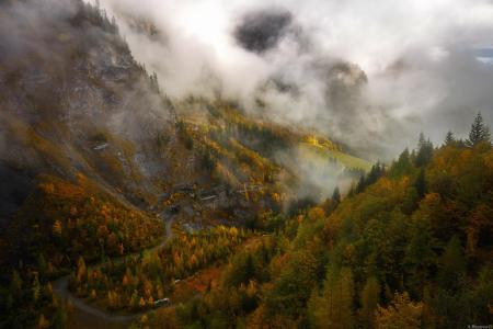 路，山，森林，雾，云，瑞士，巴扎诺夫安德烈